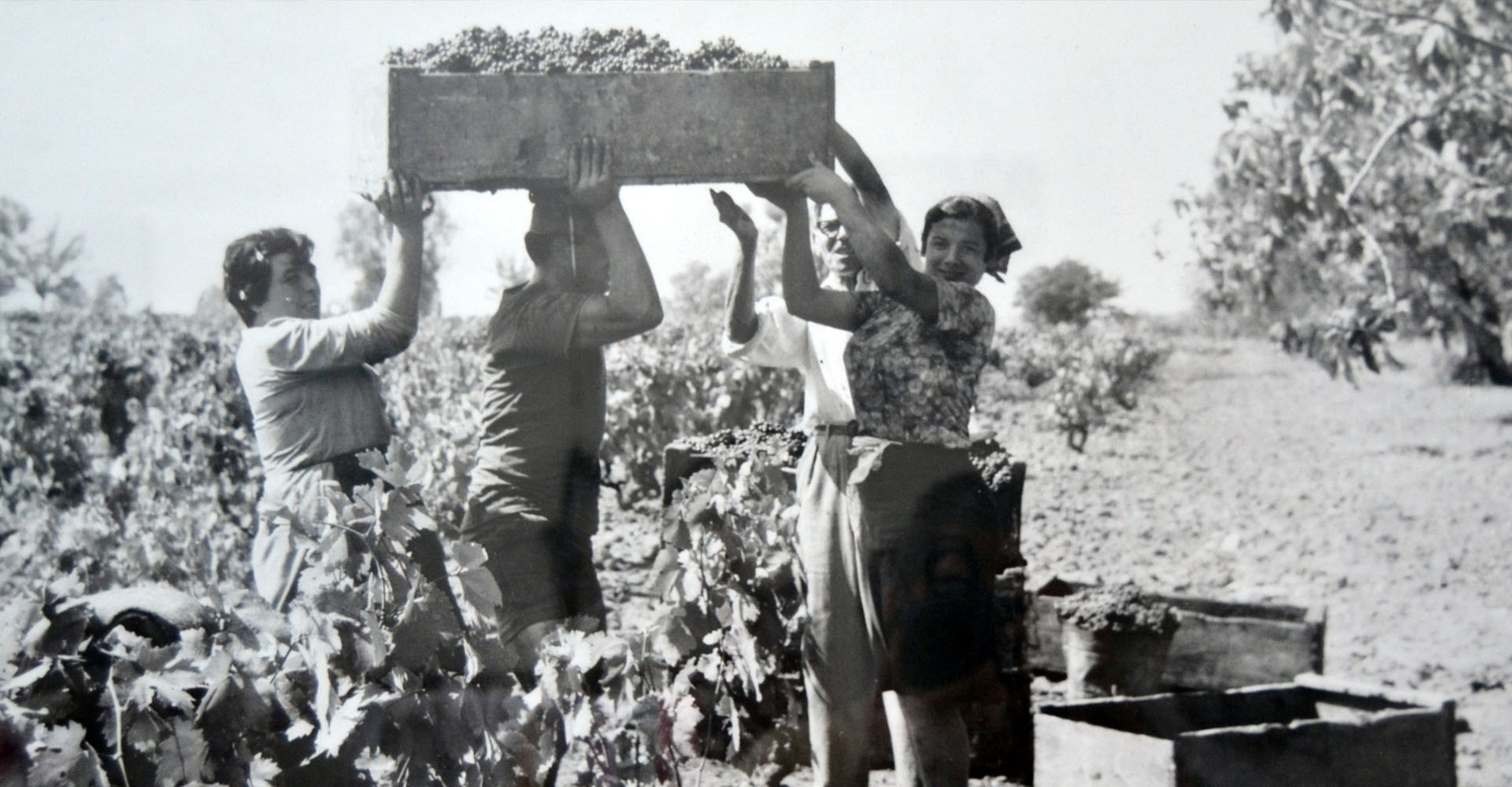 The Harvest